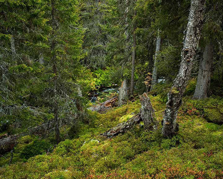 Idag är fotograferingen bara en del av det du som fotograf gör och när du kommer till bildbehandlingen kan du förädla känslan som skapats vid fotoögonblicket.