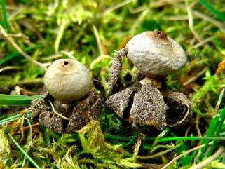 10 Hotspots för SÄLLSYNTA svampar i Ölands sandstäpper & annan sandvegetation Stäppjordstjärna (Geastrum pseudolimbatum) vid Åby sandfält, Sandby febr. 2008 (t.v.) och Norra Möckleby, nov. 2005.