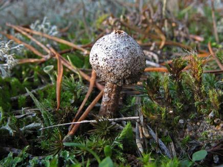Hotspots för SÄLLSYNTA svampar i Ölands sandstäpper & annan sandvegetation 11 Fransig stjälkröksvamp (Tulostoma fimbriatum) på sin lokal i Köping. Nov. 2005. Foto: Thomas Gunnarsson.