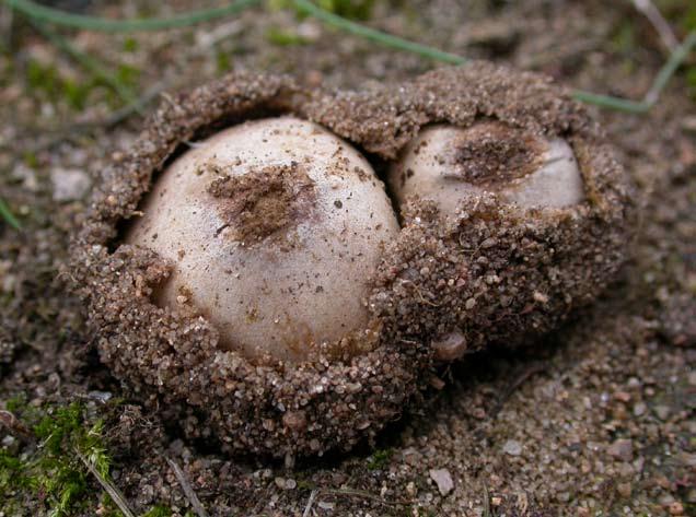 12 Hotspots för SÄLLSYNTA svampar i Ölands sandstäpper & annan sandvegetation Tulostoma aff.