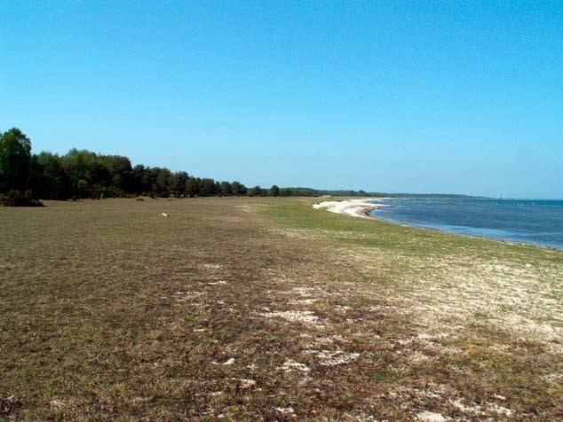 Hotspots för SÄLLSYNTA svampar i Ölands sandstäpper & annan sandvegetation 17 De strandnära, sandiga betesmarkerna på nordöstra Öland visar ofta en mosaik mellan kalkrikare och mera urlakade partier.
