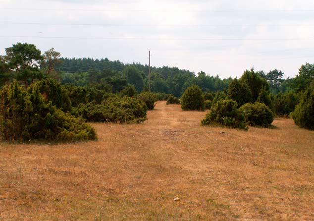 32 Hotspots för SÄLLSYNTA svampar i Ölands sandstäpper & annan sandvegetation Lokal: BR3 Skedeås Naturvärde: Högsta (1) Åtgärdsbehov: Snarast (2) Delområde 1 - Skedeås S Sandstäppsvegetation med