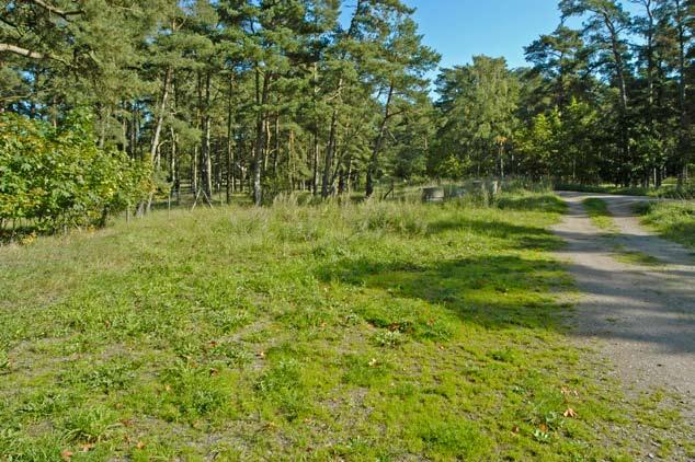 Hotspots för SÄLLSYNTA svampar i Ölands sandstäpper & annan sandvegetation 37 Lokal: Glö 4 Röhälla, P-plats vid Brännvinseken Naturvärde: Högsta (1) Åtgärdsbehov: Snarast (2) En parkeringsficka för
