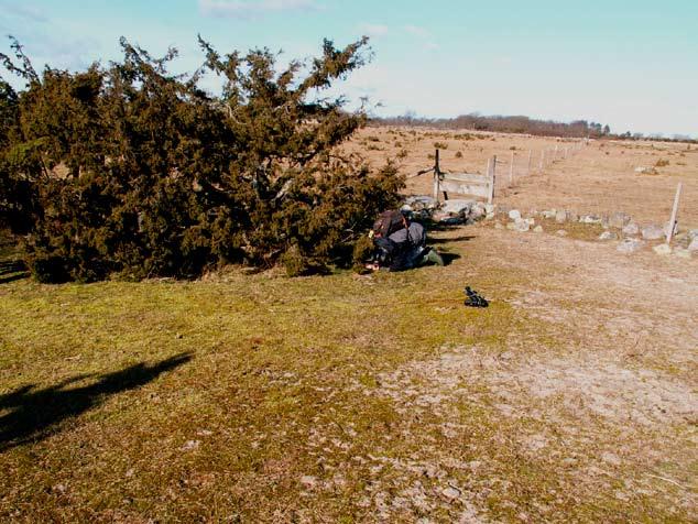 Hotspots för SÄLLSYNTA svampar i Ölands sandstäpper & annan sandvegetation 57 Större delen av området betas av nötkreatur. Några smärre röjningsinsatser har gjorts men skulle behöva utökas kraftigt.