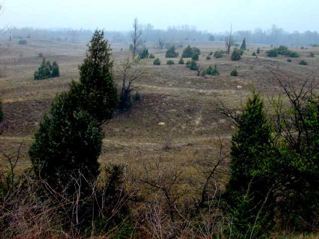 Hotspots för SÄLLSYNTA svampar i Ölands sandstäpper & annan sandvegetation 7 Svampar i sandmarker Den skandinaviska fungan på sandmarker har studerats i flera olika sammanhang.