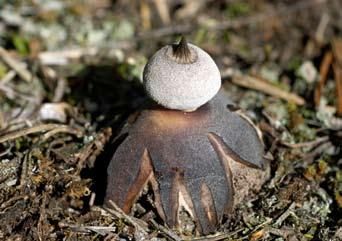 Hotspots för SÄLLSYNTA svampar i Ölands sandstäpper & annan sandvegetation 9 Fältjordstjärna (Geastrum campestre) på sin enda öländska lokal. November 2007. Foto: Tommy Knutsson (t.v.) och Thomas Gunnarsson (t.