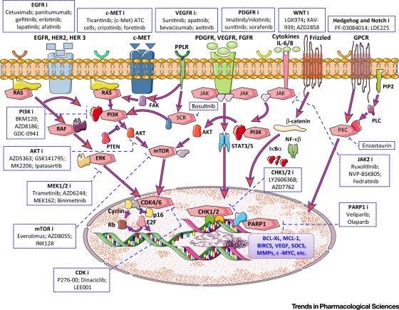 Figur 2: Exempel på behandlingspreparat för målstyrd cancerbehandling (inom fyrkanterna) och vilka genetiska undersökningar som bör utföras (Kalimutho et al. TPS. Dec 2015). https://doi.org/10.1016/j.