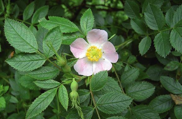 Västkustros i Halland och Västergötland Västkustros Rosa elliptica ssp. inodora finns i Sverige bara på Västkusten, framför allt i Halland där Jan Kuylenstierna har inventerat dess förekomster.