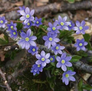 ORDFÖRANDEN HAR ORDET Den blomstertid nu kommer Under vår och försommar är det många av oss som lärt sig sina första växter.