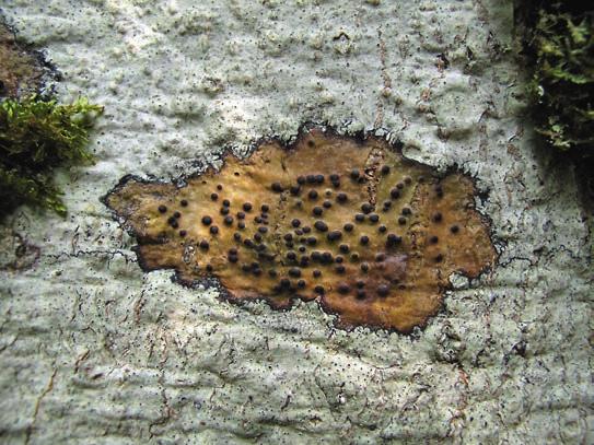 BOKSKOGSEPIFYTER Figur 3. Bokvårtlav Pyrenula nitida, med mörk bål i bildens centrum, omgiven av bokkantlav Lecanora glabrata, som har ljusgrå bål med talrika små, rödaktiga fruktkroppar.