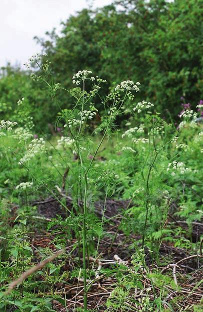 På jakt efter östliga arter i Norrbotten Under fyra intensiva julidagar jagade sex nyfikna floraväktare östliga rariteter i vår flora.