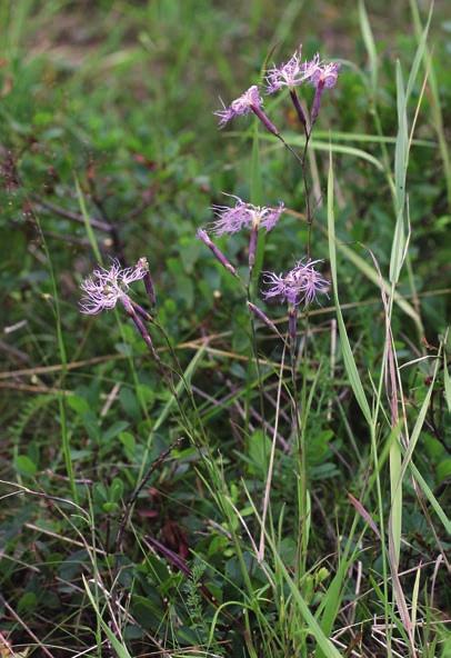 FLORA I NORDÖST vi inte riktigt hade sökbilden klar för oss i början av turen.