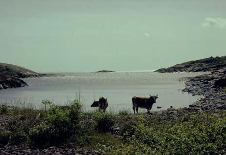 Alla betesdjur är intressanta men de som anses mest värdefulla från naturvårdssynpunkt är ungnöt som betar skonsamt och trampar sönder