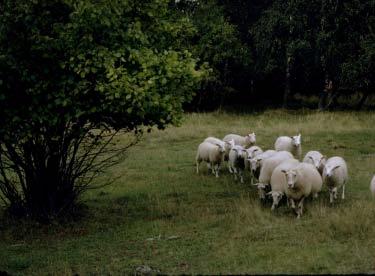 Får är effektiva naturvårdsarbetare, men kräver särskilt noggrann planering vad gäller betestider och djurantal eftersom de betar hårt