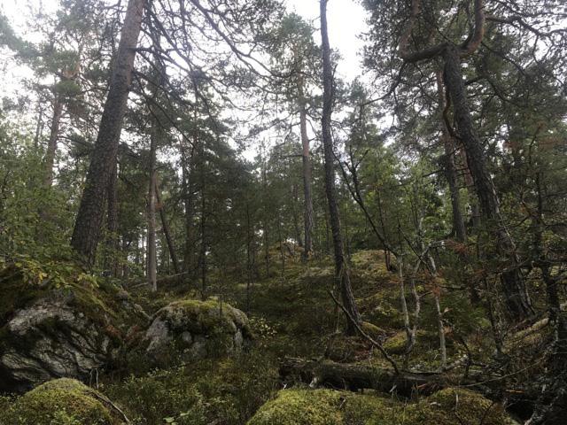 Figur 3. Klass 1 objekt av olika naturtyper som hittats i inventeringen. Uppe från vänster: Barrnaturskog respektive tallskog.