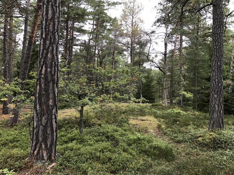 Visst naturvärde naturvärdesklass 4 Varje enskilt område av en viss naturtyp med denna naturvärdesklass behöver inte vara av