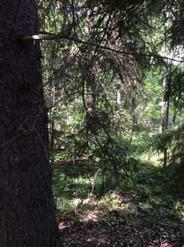 12 1605 Blandskog 3 Påtagligt biotopvärde 2 Visst artvärde 3 Påtagligt 2 Nej Thomsons trägnagare, Granbarkgnagare Flerskiktad skog med många olika trädslag.
