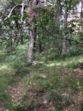 20 1605 Blandskog 9010 Västlig taiga 4 Högt biotopvärde 3 Påtagligt artvärde 2 Högt 2 Nej Tallticka, Grovticka Flerskiktad skog med äldre tallar spritt över hela området.