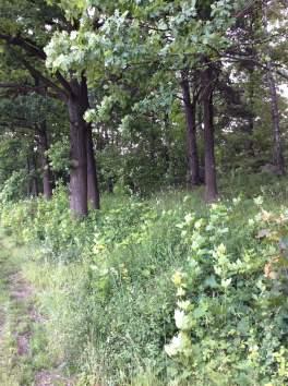 41 1610 Nordlig ädellövskog 3 Påtagligt biotopvärde 1 Obetydligt artvärde 3 Påtagligt 2 Nej Området är en ekskog nedanför hällmark.