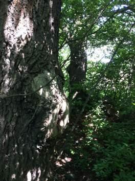 44 1648 Övrig skog och träd 4 Högt biotopvärde 1 Obetydligt artvärde 2 Högt 1 Ja Två gamla ekar i ung lövskog. Ekarna är vidkroniga och knotiga med grov bark. De har en stamdiameter på 10 och 7 dm.