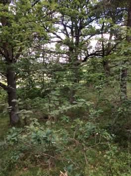 46 1610 Nordlig ädellövskog 3 Påtagligt biotopvärde 2 Visst artvärde 3 Påtagligt 2 Nej Tallticka Området är en ekskog med ekar med skorpbark och en stamdiameter på 3-7 dm.