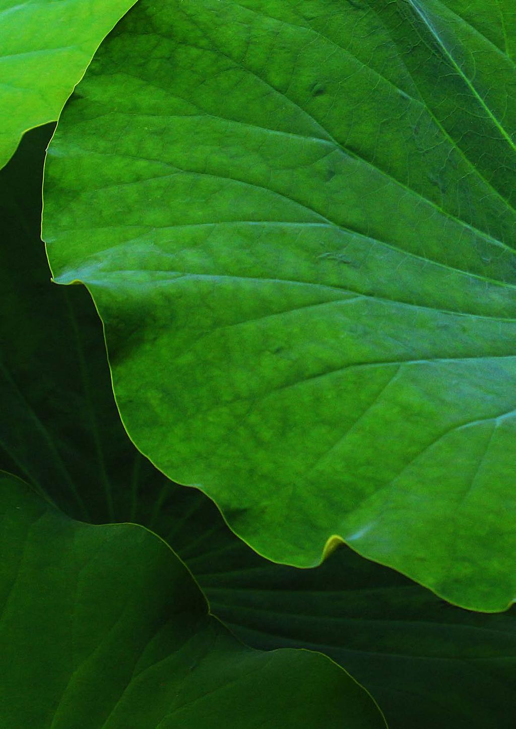 OrganoClicks Affärsmodell & Värdekedja Funktionellt trä Gröna ytbehandlingar & rengöringsprodukter Grön kemi Biokompositer Leverantörer Hyvlerier & produktionsenheten Grön kemi Produktionsenheten