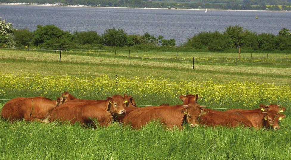 Stallgödseln från nötkreatur och andra djurslag ska hanteras med omtanke för att undvika förluster av näringsämnen.