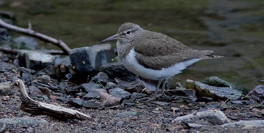 Gemensamt övervakningsprogram Flera arter minskar oroväckande tydligt, t.ex., vigg, gråtrut, skrattmås, fisktärna och strandskata. Det finns därför all anledning till att fortsätta denna övervakning.