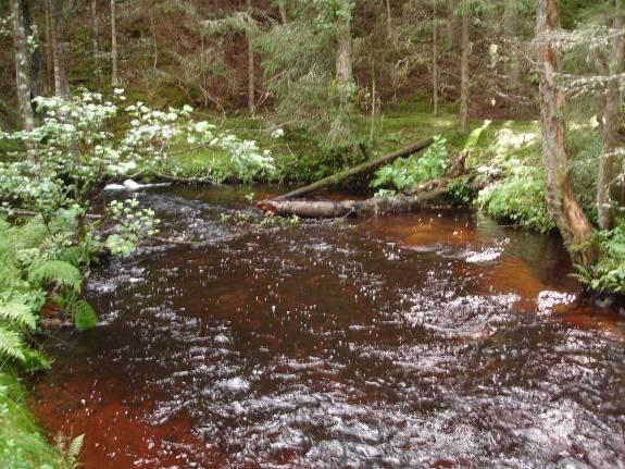 Före Efter Före Efter Uppföljning För att kunna uttala sig om effekterna av biotopvården krävs referensdata dels från olika år, dels från olika