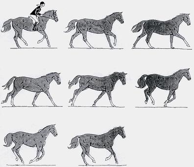 9 Fyrsprång är den snabba galoppen, hals och rygg arbetar mycket aktivt med böjning - sträckning och hästen sätter under sig ordentligt med bakbenen.