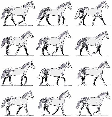 7 2 HÄSTENS GÅNGARTER De tre grundgångarterna hos våra hästar är skritt, trav och galopp.