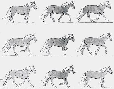 8 2.2 TRAV Trav karaktäriseras av att de diagonala benparen rör sig synkroniserade. Trav är en tvåtaktig gångart och hästen har antingen två eller ingen hov i marken.