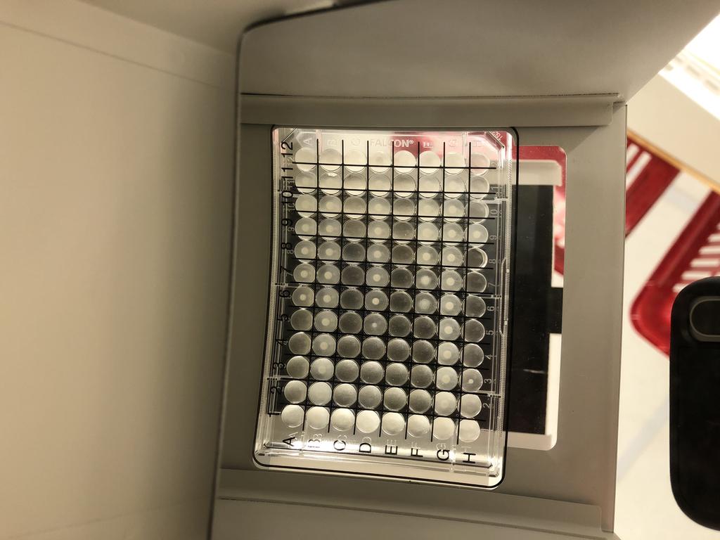 Figur 3. Bild på en 96-hålsplatta med isolat utvärderat med buljongspädningsmetod.