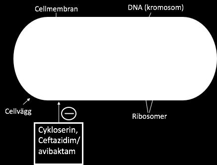 Nya antibiotika tillverkades genom undersökning av bakteriers och svampars metabolism, och genom kemiska förändringar av redan existerande antibiotikasorter (2).