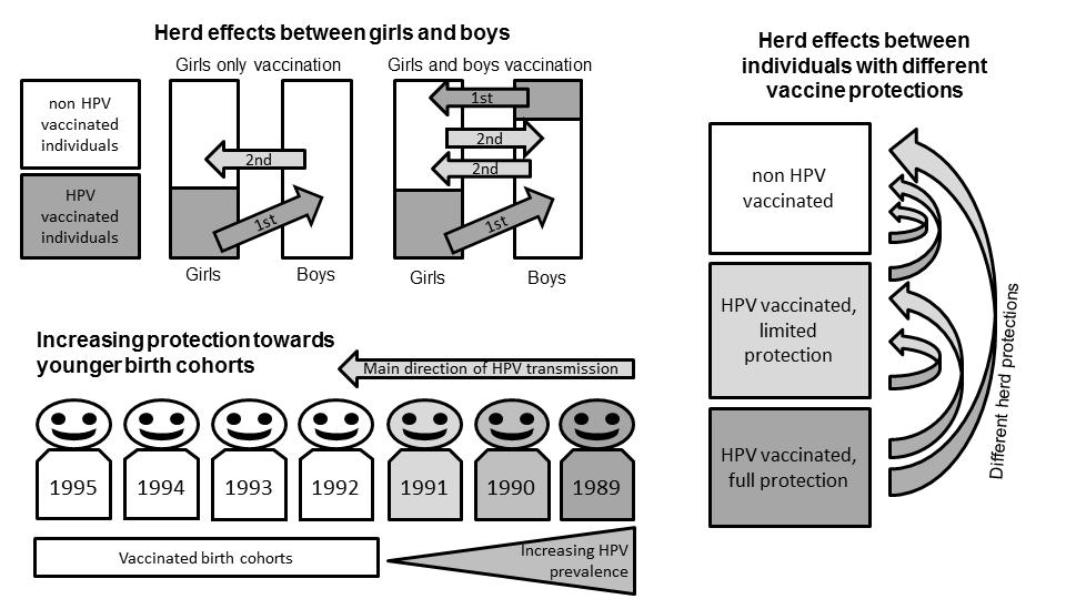 29 29 Nationellt Kvalitetsregister för Cervixcancerprevention (NKCx) (flockeffekten) samt den totala skyddande effekten av vaccinationen mättes som relativ minskning av förekomsten av HPV bland de