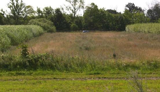 Salix eller energiskog planterad så att många kantzoner skapas. Gödsling. I spannmålsfält som ligger i anslutning till viltvänliga miljöer bör man lämna ogödslade zoner.