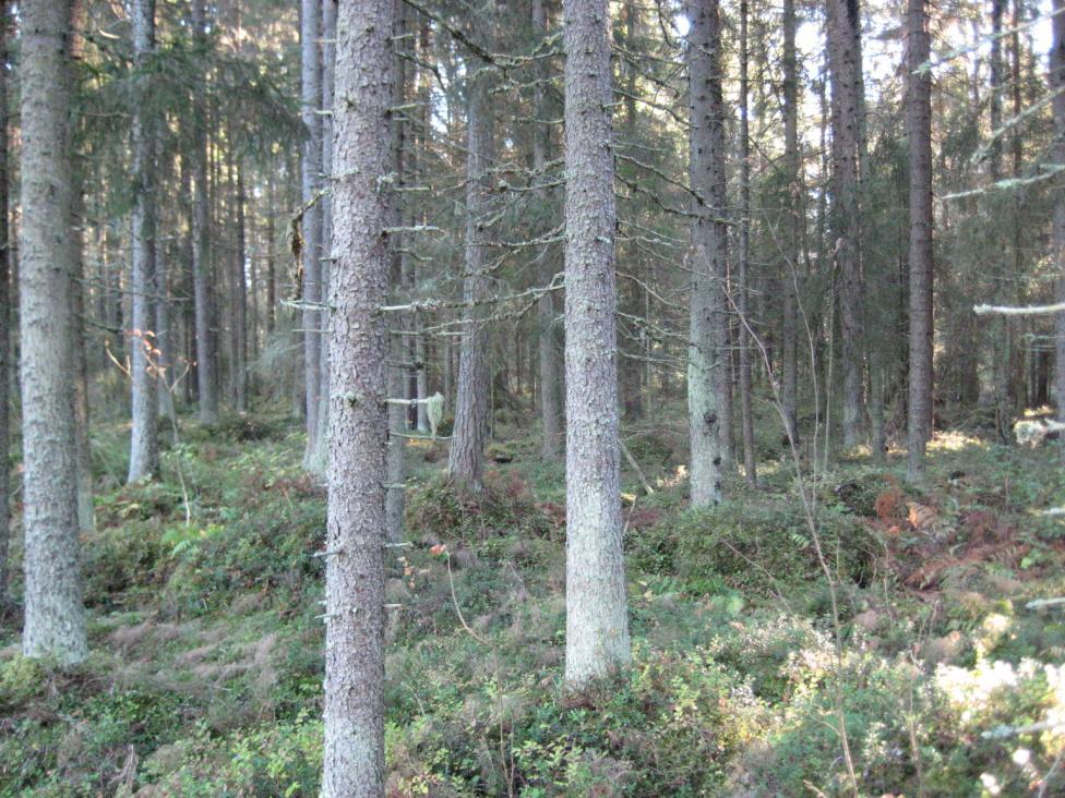 Bild 3. Ca 70-årig grandominerad barrskog i figur 1. Figur 2. Försumpad och utdikad, ca 30-årig gles granskog som är plockhuggen och gallrad. I figuren förekommer stora gläntor och trädlösa områden.