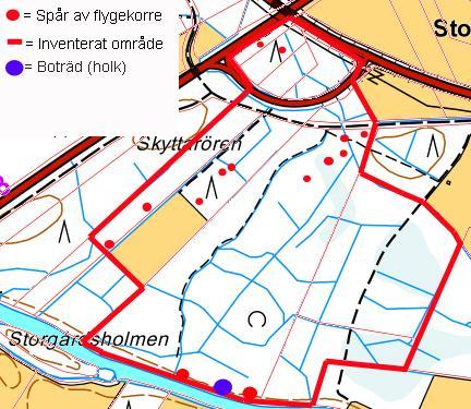 6. Flygekorre Flygekorren räknas som en nära hotad art (NT) enligt den nyaste klassificeringen av våra utrotningshotade arter från 2015 och den finns även med på bilaga IVa i EU:s habitatdirektiv.