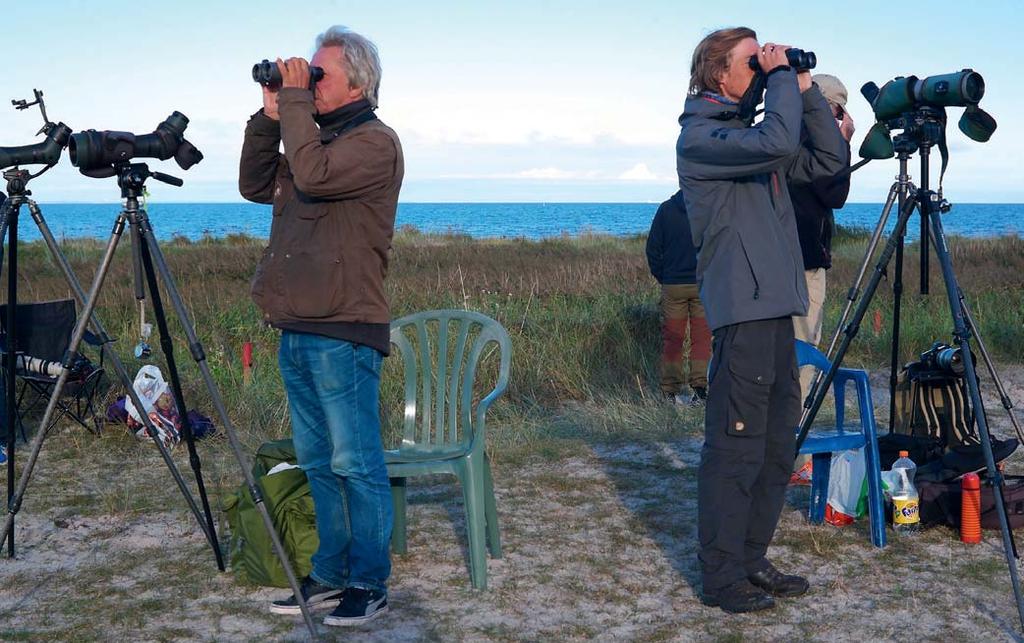 Sträckfågelräkningar vid Falsterbo hösten 2016 Migration counts at Falsterbo in the autumn of 2016 Nils Kjellén Räkningar av sträckande fåglar bedrevs mellan 1 augusti och 20 november.