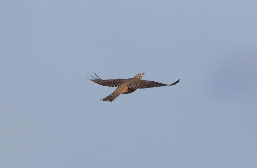 Dubbeltrast på sträck över Nabben 12 oktober 2016. Foto: Bengt Grandin. Finland. För första gången återfinns gransångare i sträckprotokollet. Av totalt 272 räknades 153 den 23 september.