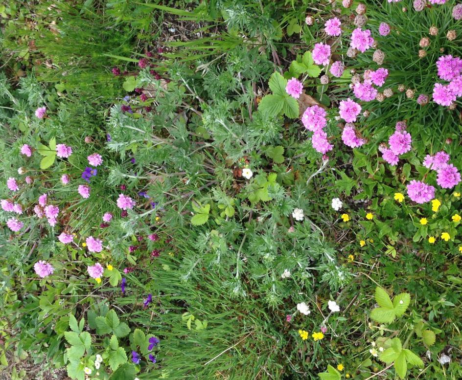The project Towards sustainable lawns is funded by SLU Climate Fund tapestry lawn At present time conventional lawns are the dominant part of open space design at Ultuna Campus.