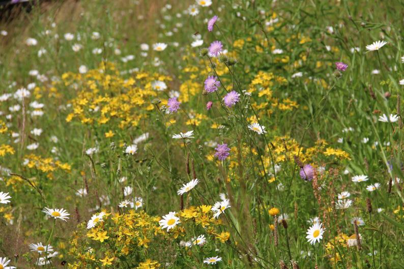Projektet Towards sustainable lawns bedrivs med medel från SLU Klimatfond stiliserad löväng För närvarande utgör konventionalla gräsmattor en dominerande del av utomhusmiljön på campus Ultuna.