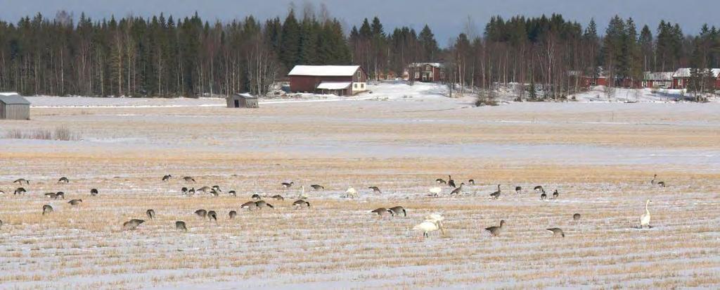 9 Bild 2. Ett bakslag i vädret med snö och kyla i början av april försvårade födosöket för de flockar av sångsvan, kanadagås, grågås och sädgås som börjat anlända i större flockar. Den 14 april 2008.