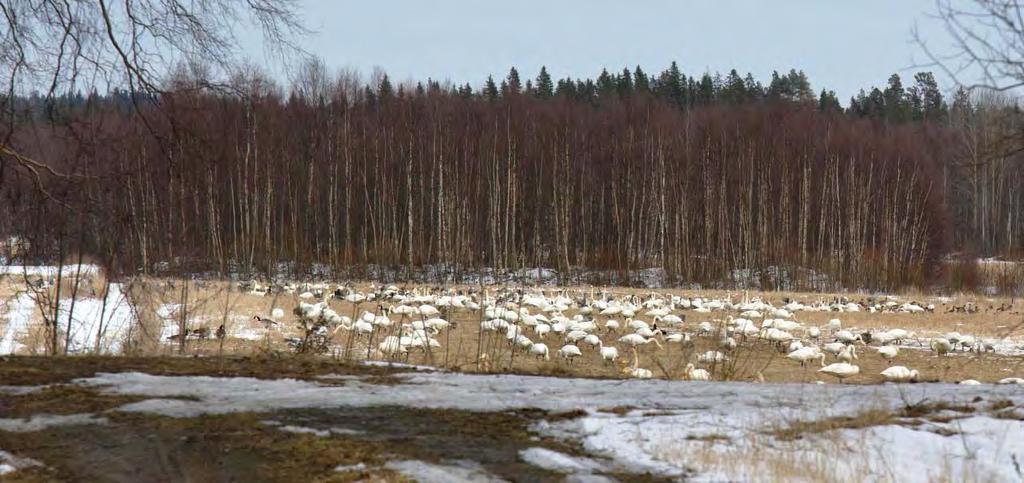 Det var främst stubbåkrar där korn skördats föregående höst som attraherade