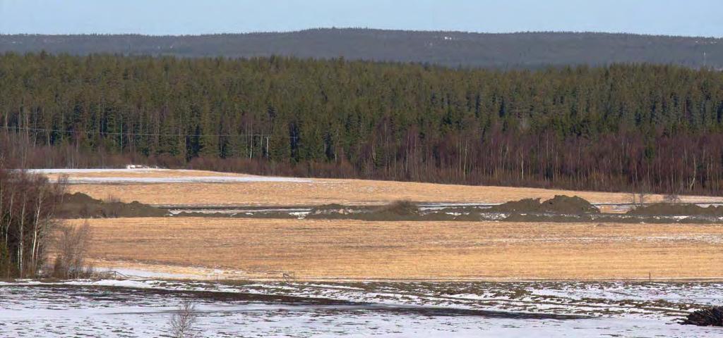 39 Bild 10. Det fält som kallas Skäret var ej attraktivt för fåglarna under våren 2008. Den västra (bortre) delen hade nyttjats som hästbete under 2007.