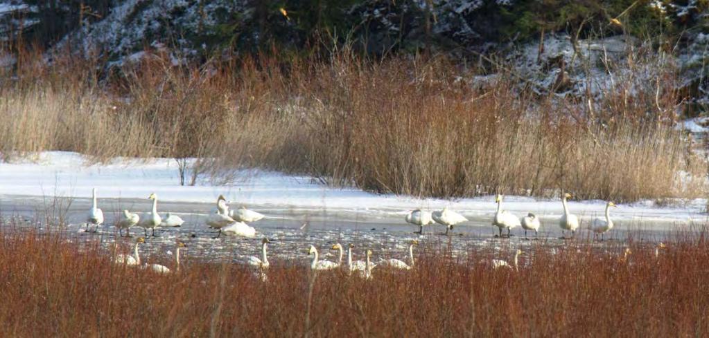 41 8. Kompensationsobjektet Storavan Under våren 2008 genomfördes rastaureringsarbeten i och omkring den tidigare sjön Storavan.