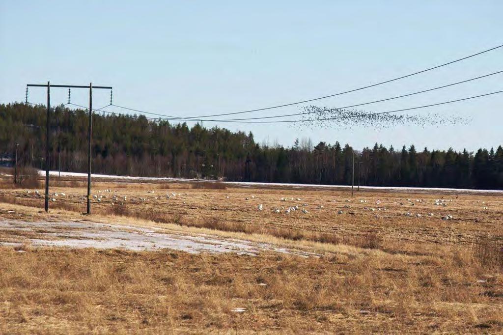 47 Bild 17. Vid Täxtet, väster om Degernäs hade ett kornfält lämnats oskördat.