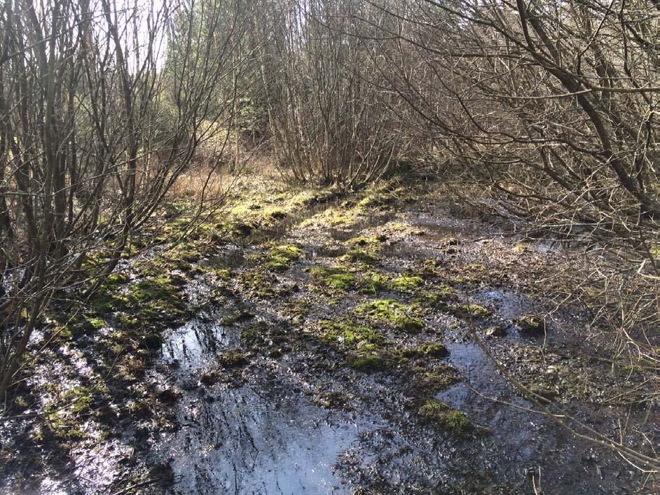 M6. Sänka med ung sumpskog Beskrivning: Sänka i ledningsgata. Detta fuktiga område har genom tidigare utfyllnad avsnörts från en större våtmark i nordväst.