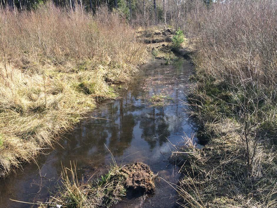 M7. Kraftledningsgata i söder Beskrivning: Områdets nordöstra del utgörs av en gräsmark med en del hällar, enbuskar och slån.