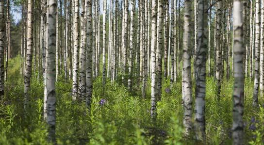 Bakgrund Syfte med och Syfte GoBiGas-projektet Syftet med GoBiGas-projektet är: - att i kommersiell skala demonstrera förgasningsteknikens möjligheter